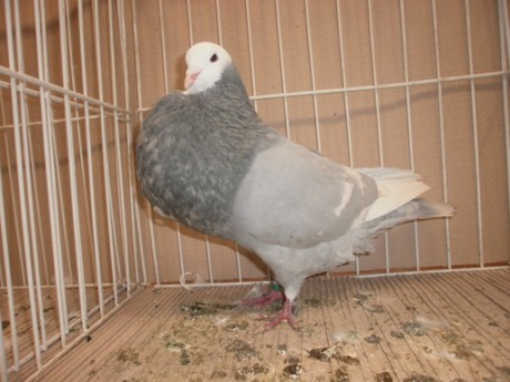 Vražba 96 b 129 čk